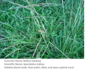 Common Name: Balbas kalabaw
Scientific Name: Sporobolus indicus
Habitat:alond roads, foot paths, dikes and open upland areas
 