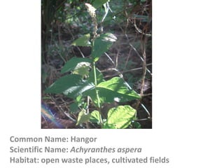 Common Name: Hangor
Scientific Name: Achyranthes aspera
Habitat: open waste places, cultivated fields
 
