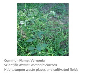 Common Name: Vernonia
Scientific Name: Vernonia cinerea
Habitat:open waste places and cultivated fields
 