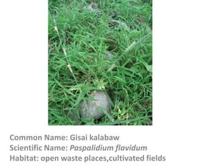 Common Name: Gisai kalabaw
Scientific Name: Paspalidium flavidum
Habitat: open waste places,cultivated fields
 
