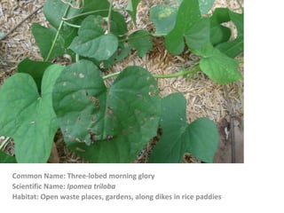 Common Name: Three-lobed morning glory
Scientific Name: Ipomea triloba
Habitat: Open waste places, gardens, along dikes in rice paddies
 