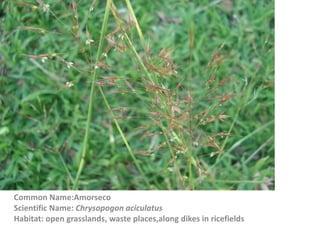 Common Name:Amorseco
Scientific Name: Chrysopogon aciculatus
Habitat: open grasslands, waste places,along dikes in ricefields
 