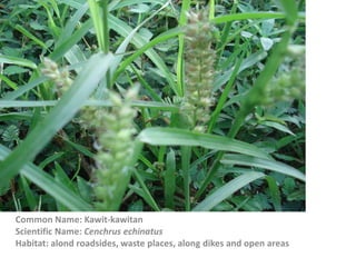 Common Name: Kawit-kawitan
Scientific Name: Cenchrus echinatus
Habitat: alond roadsides, waste places, along dikes and open areas
 