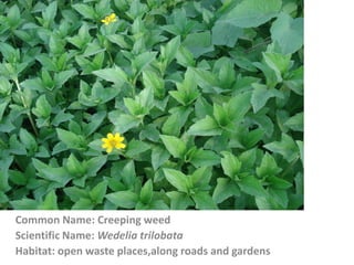 Common Name: Creeping weed
Scientific Name: Wedelia trilobata
Habitat: open waste places,along roads and gardens
 
