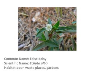 Common Name: False daisy
Scientific Name: Eclipta alba
Habitat:open waste places, gardens
 