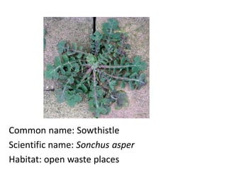 Common name: Sowthistle
Scientific name: Sonchus asper
Habitat: open waste places
 