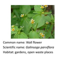 Common name: Wall flower
Scientific name: Galinsoga parviflora
Habitat: gardens, open waste places
 