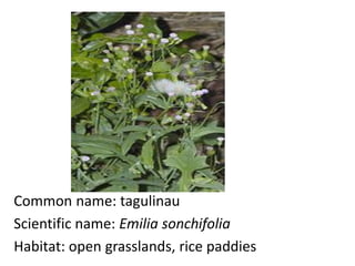 Common name: tagulinau
Scientific name: Emilia sonchifolia
Habitat: open grasslands, rice paddies
 