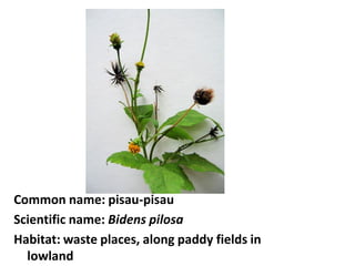 Common name: pisau-pisau
Scientific name: Bidens pilosa
Habitat: waste places, along paddy fields in
lowland
 
