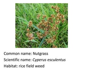 Common name: Nutgrass
Scientific name: Cyperus esculentus
Habitat: rice field weed
 