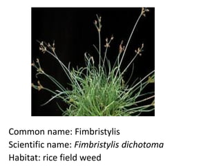 Common name: Fimbristylis
Scientific name: Fimbristylis dichotoma
Habitat: rice field weed
 