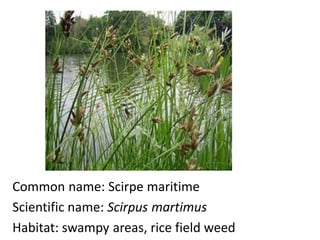 Common name: Scirpe maritime
Scientific name: Scirpus martimus
Habitat: swampy areas, rice field weed
 