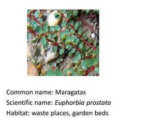 Common name: Maragatas
Scientific name: Euphorbia prostata
Habitat: waste places, garden beds
 