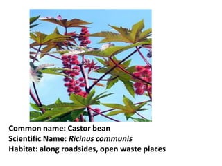 Common name: Castor bean
Scientific Name: Ricinus communis
Habitat: along roadsides, open waste places
 