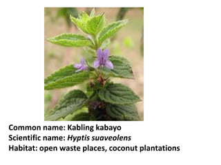 Common name: Kabling kabayo
Scientific name: Hyptis suaveolens
Habitat: open waste places, coconut plantations
 