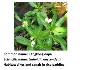 Common name: Kangkong dapa
Scientific name: Ludwigia adscendens
Habitat: dikes and canals in rice paddies
 