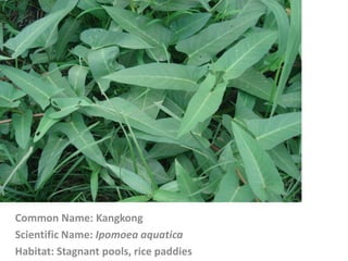 Common Name: Kangkong
Scientific Name: Ipomoea aquatica
Habitat: Stagnant pools, rice paddies
 
