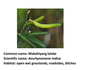 Common name: Makahiyang lalake
Scientific name: Aeschynomene indica
Habitat: open wet grasslands, roadsides, ditches
 