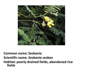 Common name: Sesbania
Scientific name: Sesbania sesban
Habitat: poorly drained fields, abandoned rice
fields
 