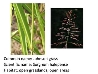 Common name: Johnson grass
Scientific name: Sorghum halepense
Habitat: open grasslands, open areas
 