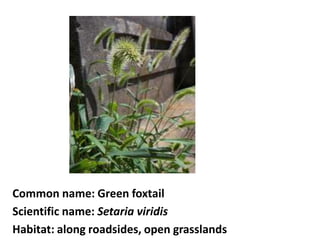 Common name: Green foxtail
Scientific name: Setaria viridis
Habitat: along roadsides, open grasslands
 