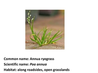 Common name: Annua ryegrass
Scientific name: Poa annua
Habitat: along roadsides, open grasslands
 