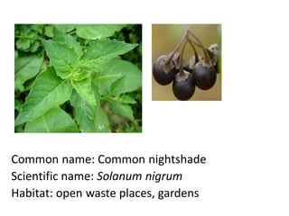 Common name: Common nightshade
Scientific name: Solanum nigrum
Habitat: open waste places, gardens
 
