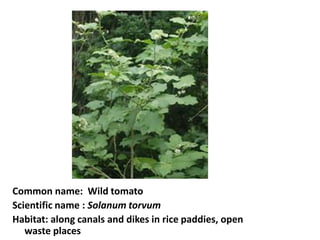 Common name: Wild tomato
Scientific name : Solanum torvum
Habitat: along canals and dikes in rice paddies, open
waste places
 