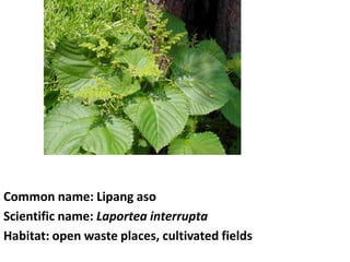 Common name: Lipang aso
Scientific name: Laportea interrupta
Habitat: open waste places, cultivated fields
 