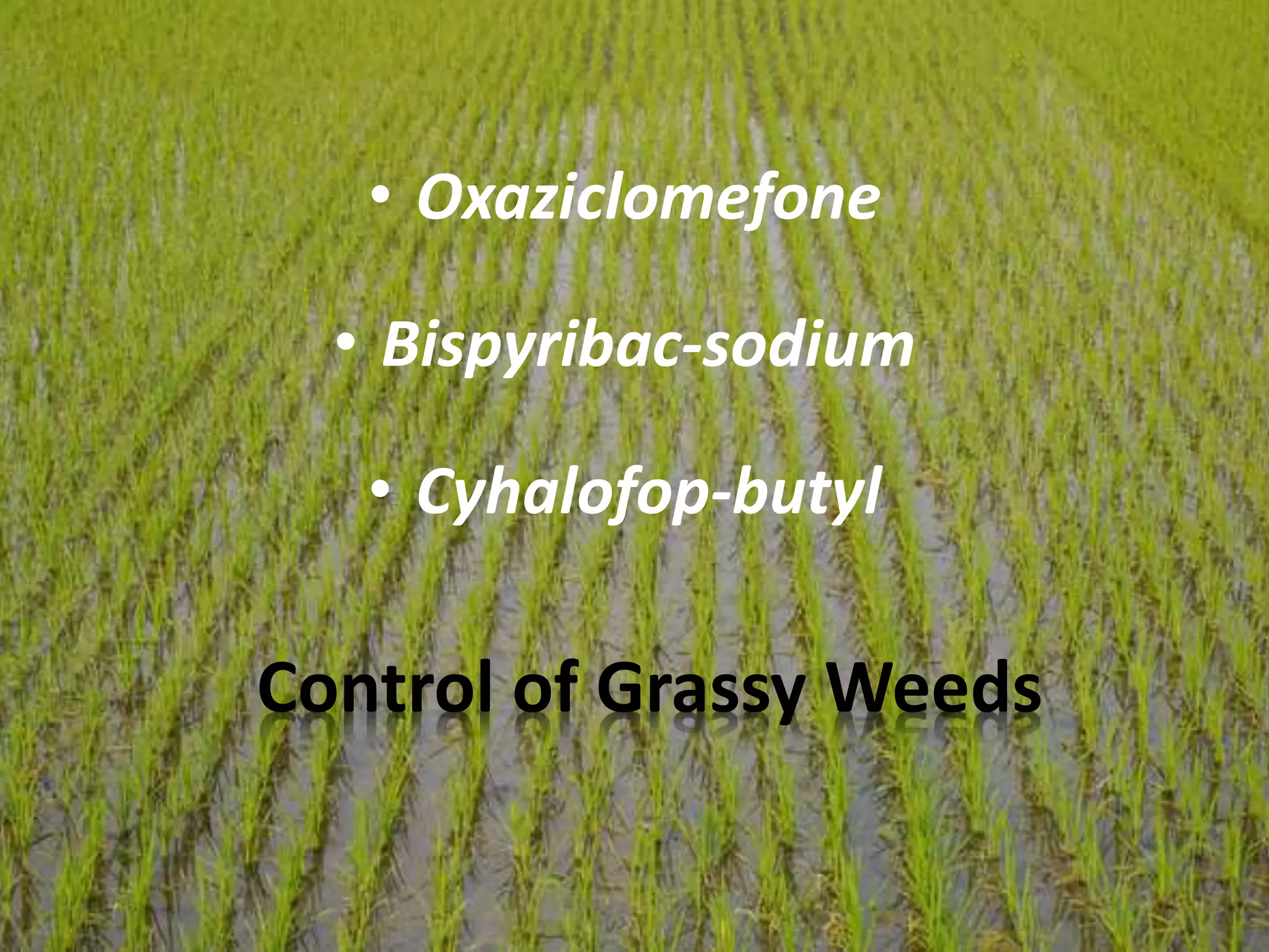 Weed Control in Rice Field | PPTX