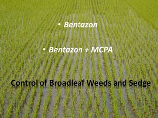 Weed Control in Rice Field | PPTX