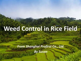 Weed Control in Rice Field
From Shanghai Profirst Co., Ltd.
By Susan
 