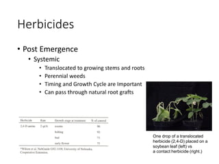 Illustration of When To Control Doctoral Level Flowering Weeds