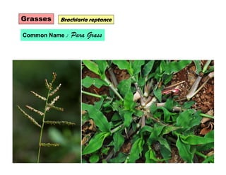 Grasses Brachiaria reptance
Common Name : Para Grass
 