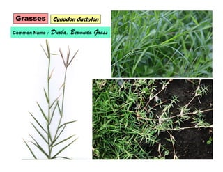 Grasses Cynodon dactylon
Common Name : Durba, Bermuda Grass
 