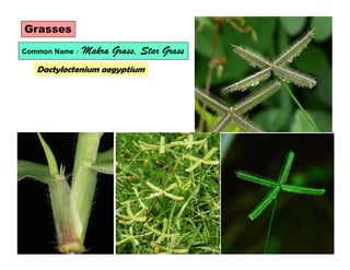 Dactyloctenium aegyptium
Grasses
Common Name : Makra Grass, Star Grass
 