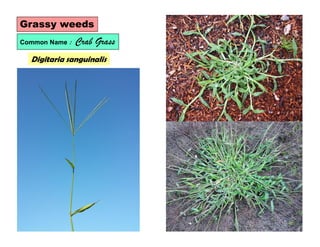Digitaria sanguinalis
Grassy weeds
Common Name : Crab Grass
 