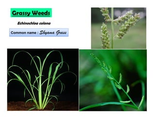 Grassy Weeds
Echinochloa colona
Common name : Shyama Grass
 