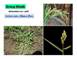 Grassy Weeds
Echinochloa crus - galli
Common name : Shyama GrassCommon name : Shyama Grass
 