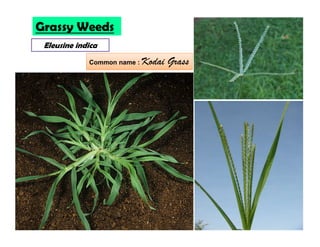 Eleusine indica
Grassy Weeds
Common name : Kodai Grass
 