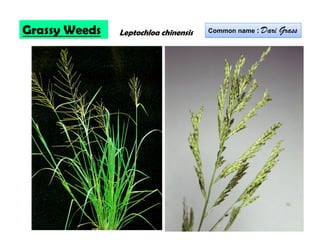 Leptochloa chinensisGrassy Weeds Common name : Dari Grass
 