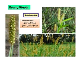 Setaria glauca
Grassy Weeds
Common name :
Sial Lel Grass
Green Foxtail Grass
 