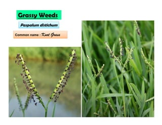 Paspalum distichum
Grassy Weeds
Common name : Knot Grass
 