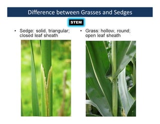 Difference between Grasses and Sedges
STEM
 