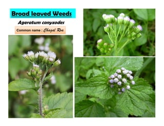 Ageratum conyzodes
Broad leaved Weeds
Common name : Chagal Roa
 