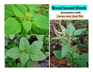 Broad leaved Weeds
Amaranthus viridis
Common name : Jangli Note
 