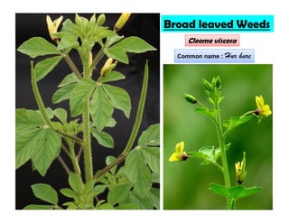 Broad leaved Weeds
Cleome viscosa
Common name : Hur hure
 