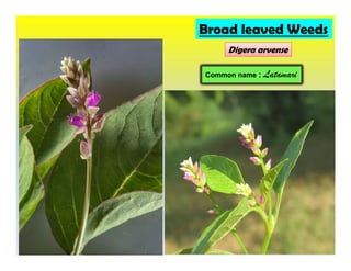 Broad leaved Weeds
Digera arvense
Common name : Latamari
 