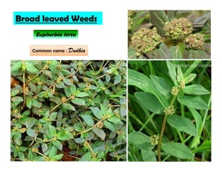Broad leaved Weeds
Euphorbia hirta
Common name : Dudhia
 