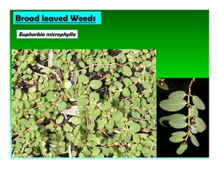 Euphorbia microphylla
Broad leaved Weeds
 